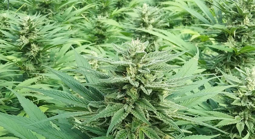 THC Edibles for Sale Australia – Understanding the Market and Consumer Habits